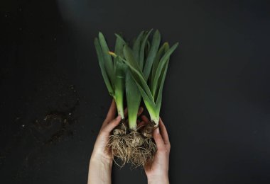Kökleri ve ampulleri sökülmüş bitkileri tutan iki el.