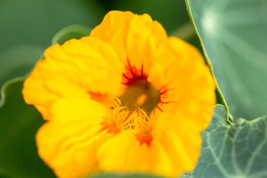 Çiçek açan parlak sarı Nasturtium çiçekleri