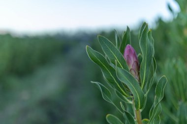Yeşil bir alanda pembe protea çiçeği tomurcuğu