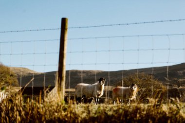 Duddon Vadisi, Ulpha 'da bir çitin arkasında iki Swaledale koyunu