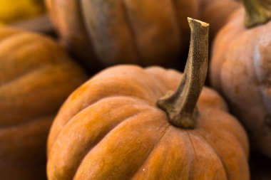 Uzun saplı kahverengimsi turuncu bir balkabağına yakın plan.