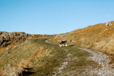 Kuzu Walna Scar Coniston, Cumbria yakınlarındaki kayalık yolda otluyor.