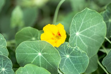 Yeşil Yapraklı Canlı Nasturtium Çiçekleri