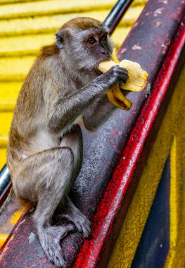 Batu Mağaraları ve Murugan heykeli. Gombak, Selangor Malezya