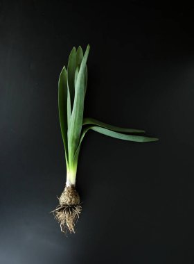 Kopyalanmış Hyacinth Bitkisi Siyah Arkaplanda Kopyalama Boşluğu ile