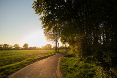 İlkbaharın altın saatinde bir orman yolunun kırsal manzarası