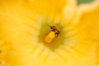 Bahçede Arı Tozlaştıran Sarı Kabak Çiçeği