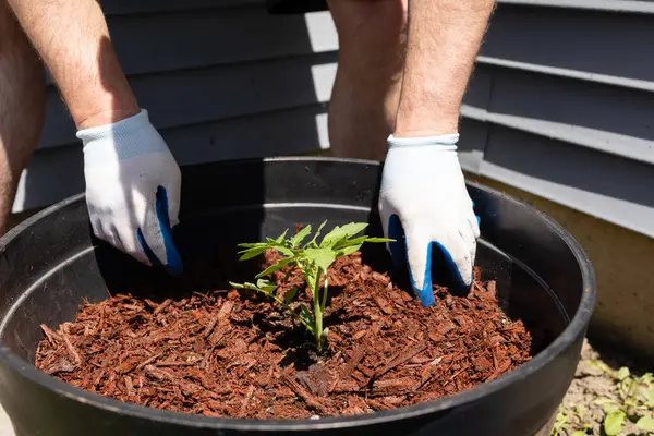 Bahçıvan domates bitkisinin etrafındaki gübre tabakasını kabın içinde bitiriyor..