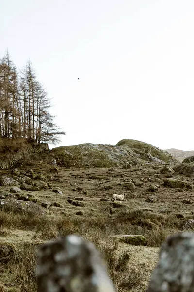 Swaledale koyunu Ulpha 'daki ağaçların yanındaki kayalık yamaçta duruyor.
