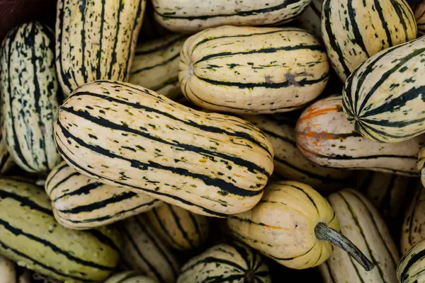 Çeşitli renklerde şeritli bir kabağa yakın plan.