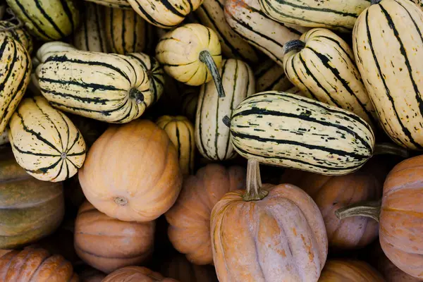 Çizgili leziz kabak ile tırtıklı aile yadigarı balkabağı karışımı.