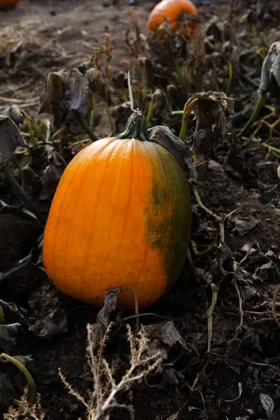 Olgunlaşmış portakal kabağı solmuş sarmaşıkların arasında yetişiyor.