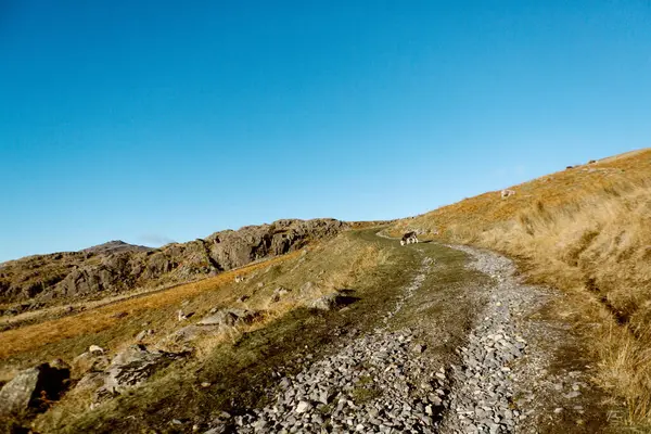 Dow Crag, Coniston, Cumbria yakınlarındaki kayalık yolda kuzu otluyor.