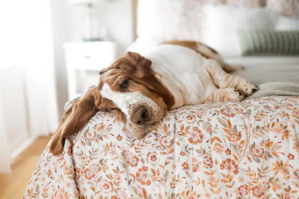 Uykucu av köpeği evinde rahat bir çiçekli yatak örtüsünde dinleniyor.