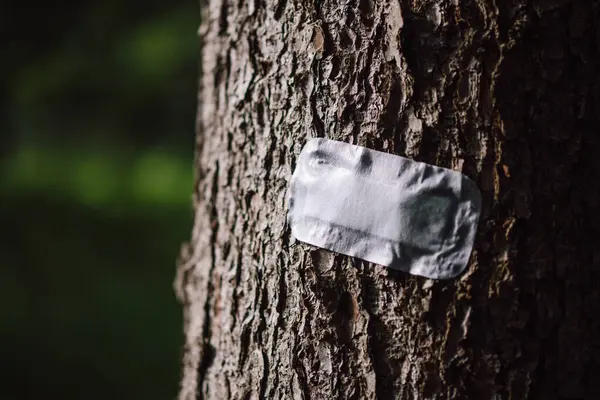 Ağaç gövdesi ve orman ışığında bandaj bandı.