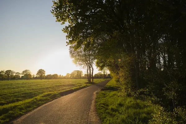 İlkbaharın altın saatinde bir orman yolunun kırsal manzarası
