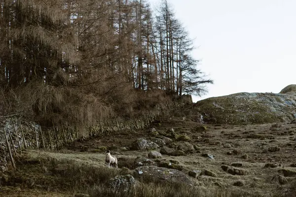 Koyun, Ulpha 'daki çıplak ağaçların yanındaki kayalık yamaçta duruyor.