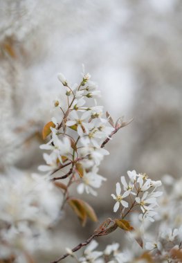 Amelanchier ağacında baharda açan beyaz çiçeklere yakın..