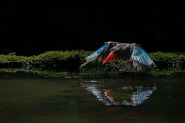 Takakak jawa salah satu burung pemakan udang