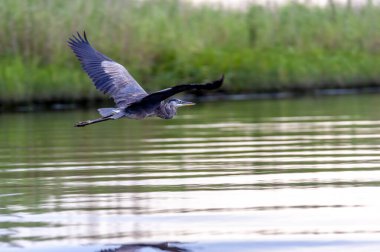 Ulu Mavi Balıkçıl.