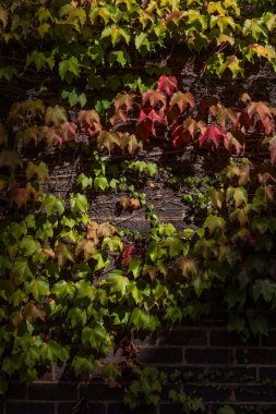 Sonbaharda duvarda kırmızı ve yeşil sarmaşık yaprakları renk değiştiriyor.