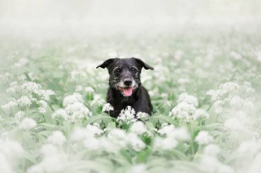 Vahşi sarımsak içindeki bir köpeğin portresi..