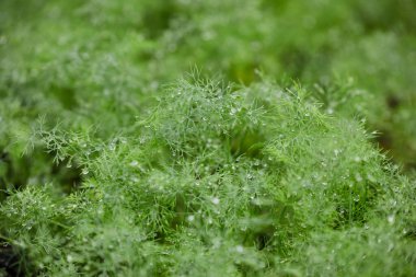 Malç Bahçesinde Su Damlaları Olan Organik Dil Tohumları
