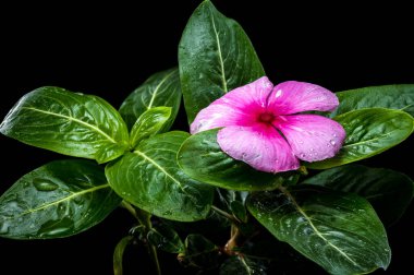 Siyah Damlacıklı Pembe Pembe Pembe Çiçek