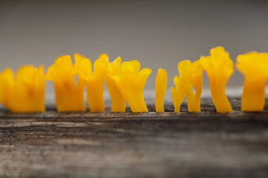 Eski kütüğün üzerinde büyüyen sarı mantarın yakın çekim görüntüsü