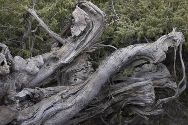 La Palma 'nın doğal bitki kökleri