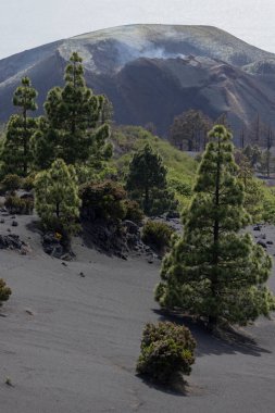 La Palma adasının doğal bitkileri