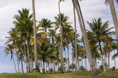 Cumuruxatiba 'da vahşi kumsalda hindistan cevizi palmiyeleri