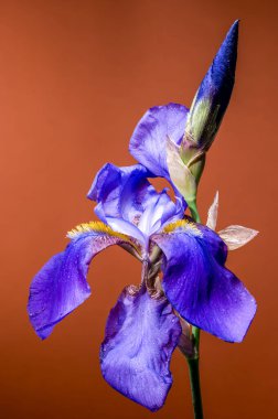 Canlı Mavi İris Çiçeği ve Sıcak Dünya Tonu 'nda Bud