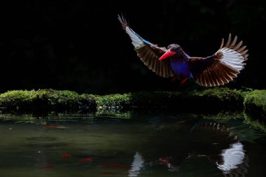 Takakak jawa salah satu burung pemakan udang