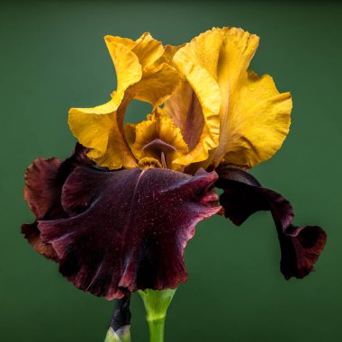 Koyu Yeşil Arkaplanda Çarpıcı İki Renkli Iris Bloom
