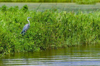 Doğal ortamda büyük mavi balıkçıl..
