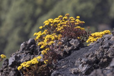 La Palma adasının doğal bitkileri