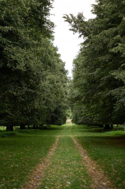 Patikada uzun ağaçların arasında.