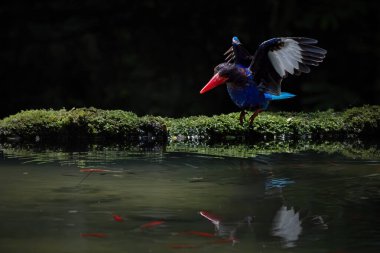 Takakak jawa salah satu burung pemakan udang