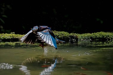 Takakak jawa salah satu burung pemakan udang