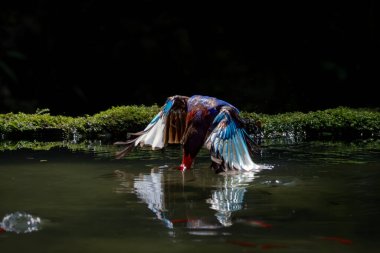Takakak jawa salah satu burung pemakan udang