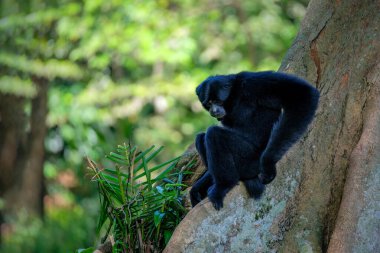 Bir Siamang maymununun yakın plan portresi