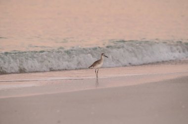 Kumda ve suyun altında tek başına duran bir Willet sahil kuşu.