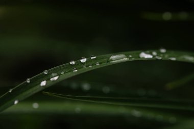 Koyu yeşil bir yaprağı kaplayan yağmur damlaları