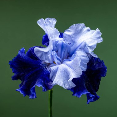 Koyu Yeşil Arkaplanda Zarif Mavi Iris Çiçek Açtı