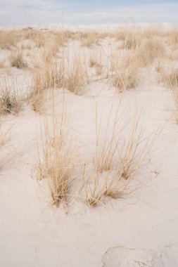 New Mexico 'daki White Sands Ulusal Parkı' nda çimlere yakın çekim