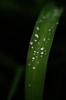 Yağmur damlaları Bir Çimen Bıçağına Sıralanmış