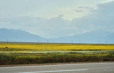 Bulutların altındaki çiçek tarlaları, manzara