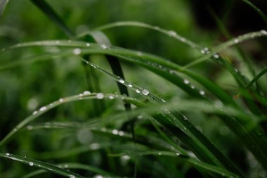 Çimen ve Yağmur ile Doğal Şekiller