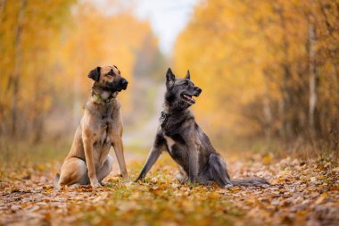 İki köpek, düşmüş sarı yapraklarla kaplı bir ormanda oturuyor.